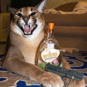 Meet your Posher, Jona